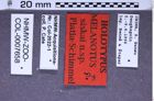 Etikette zu Melanotus siskai (Platia & Schimmel, 2001) (NHMW-ZOO-COL-0007658)